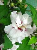 hibiscus blanc coeur rouge double.JPG